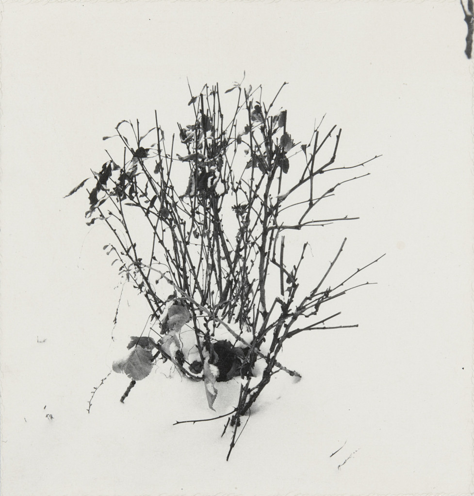 Weed Study
