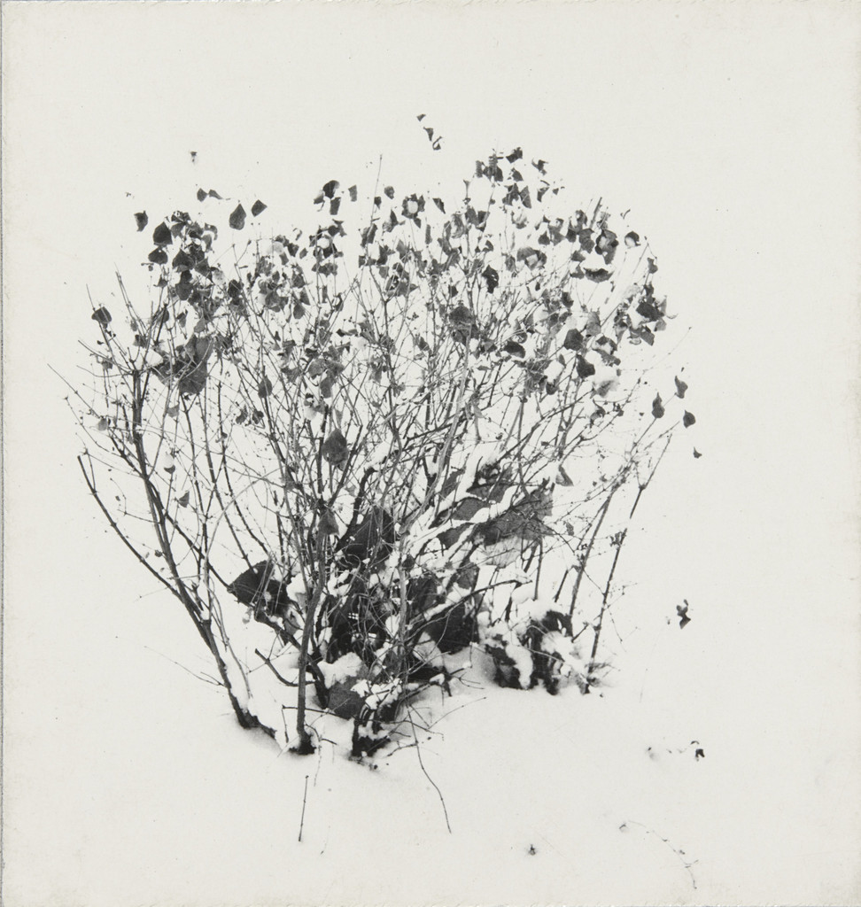 Weed Study