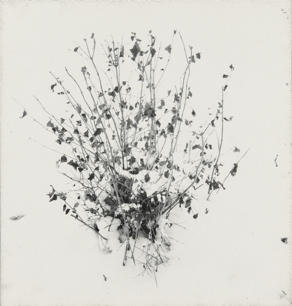 Weed Study