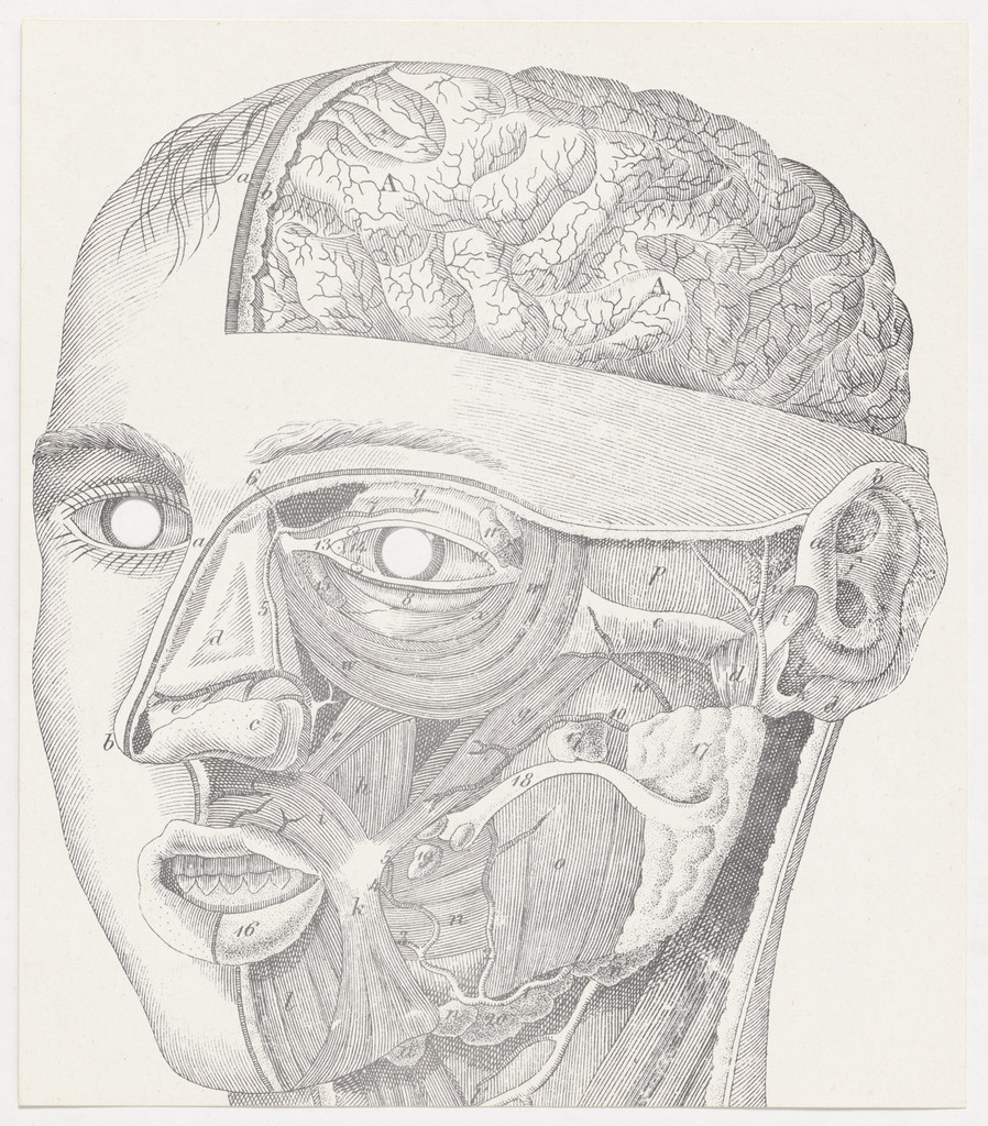 Face Anatomy Mask