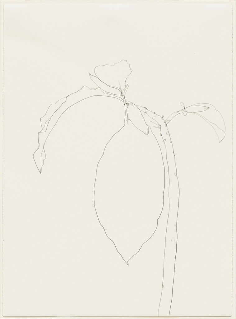 Datura