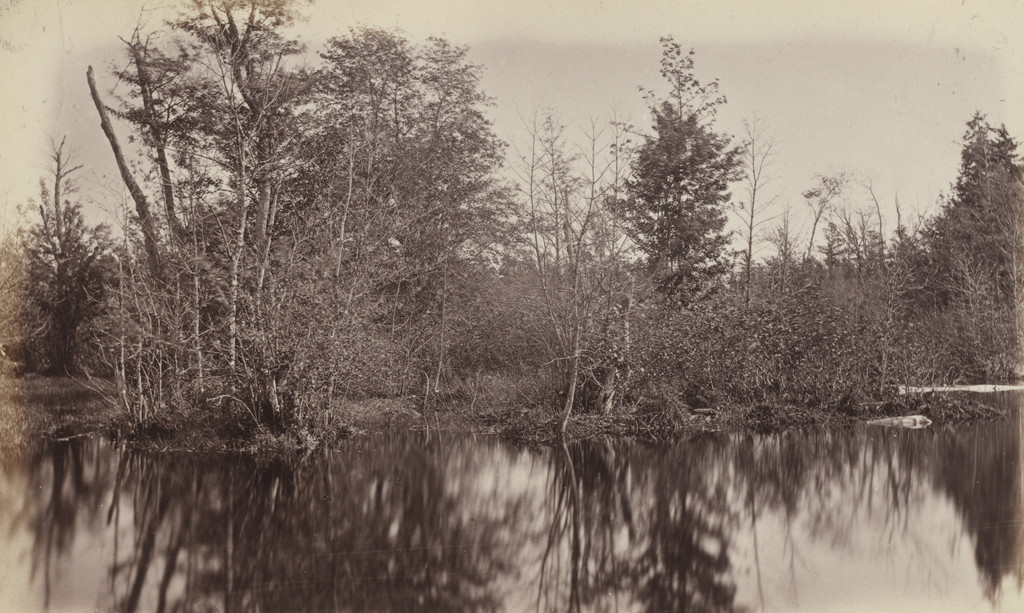 In a Swamp, Photographic Views and Studies of Canadian Scenery
