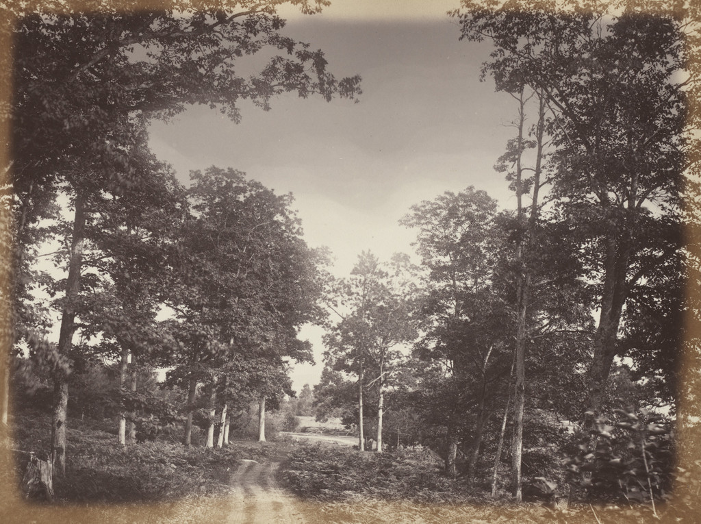 Oak Wood on the Ottawa River