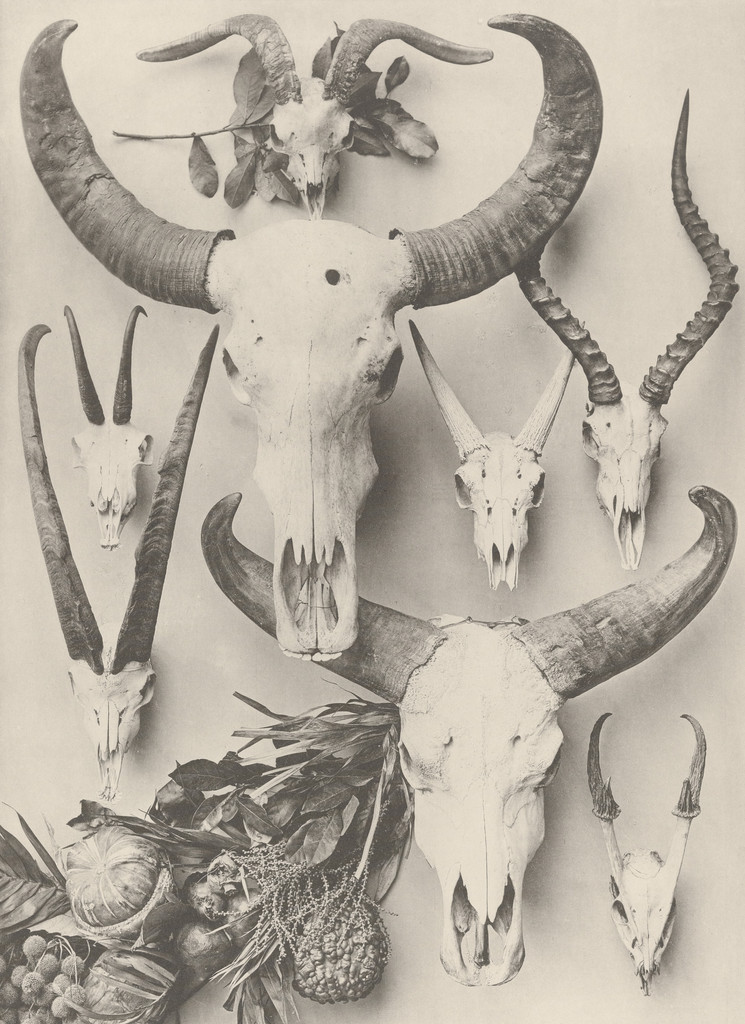 Page from Festons und Dekorative Gruppen