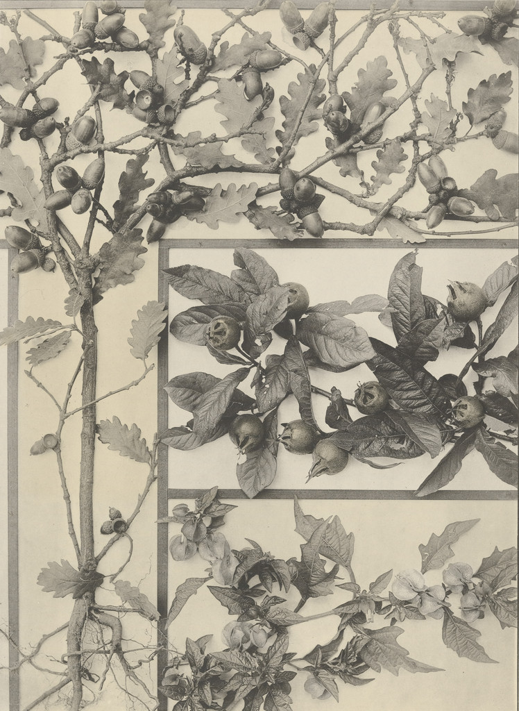Page from Festons und Dekorative Gruppen