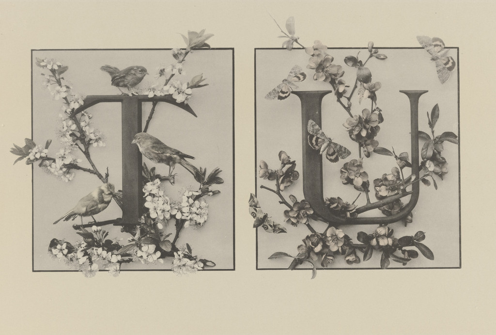 Page from Festons und Dekorative Gruppen