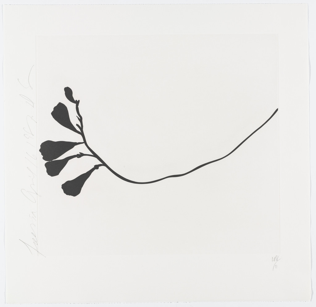 Black Freesias