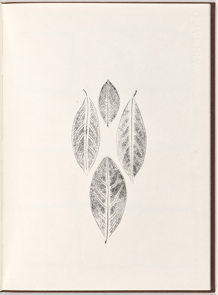 Plate (folio 14) from Pietre Foglie