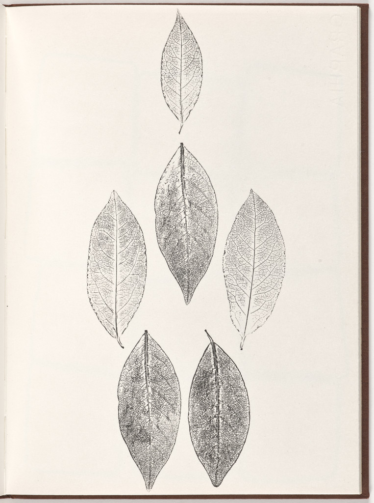 Plate (folio 18) from Pietre Foglie