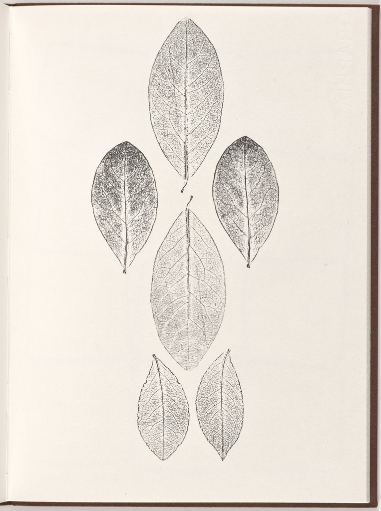 Plate (folio 20) from Pietre Foglie