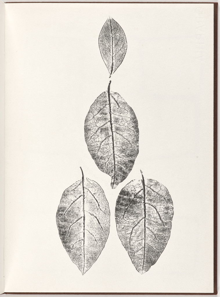 Plate (folio 8) from Pietre Foglie