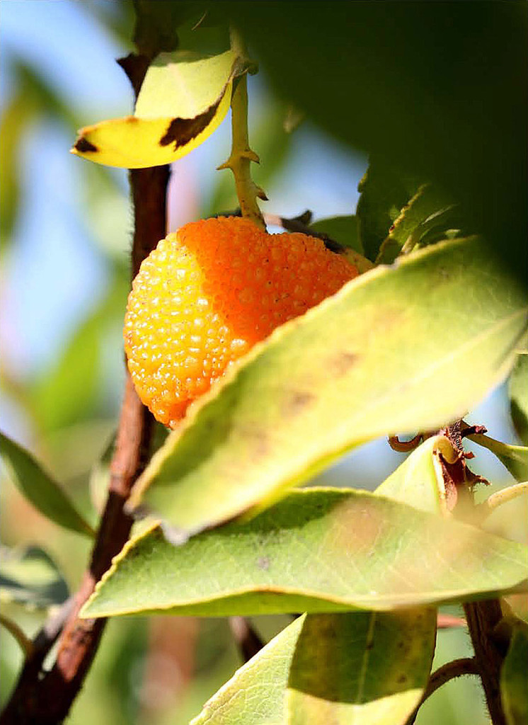 Fruit
