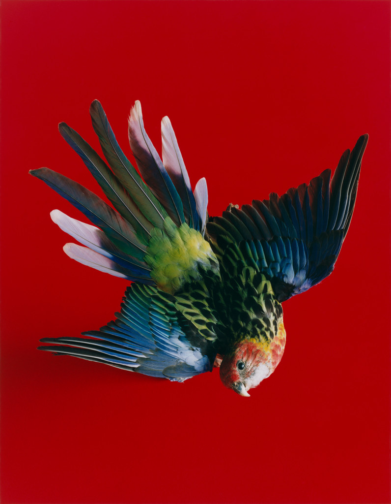 [Bird-08-2009]