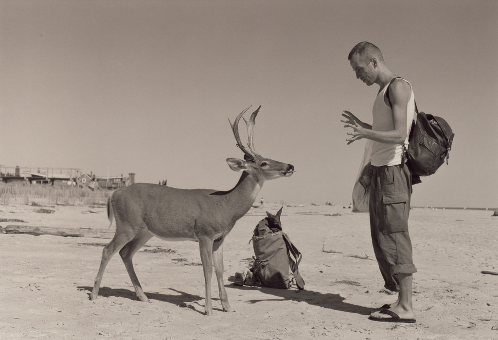 Deer Hirsch