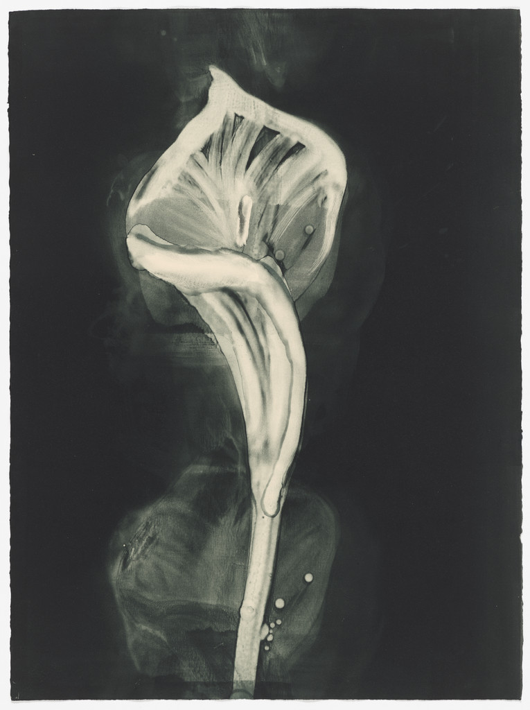 Untitled (VI) from Six Gestures of the Calla