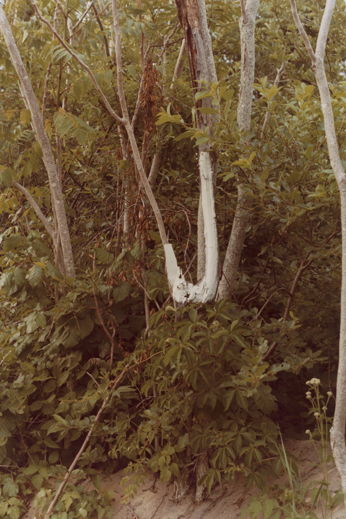 June (Year Series)
