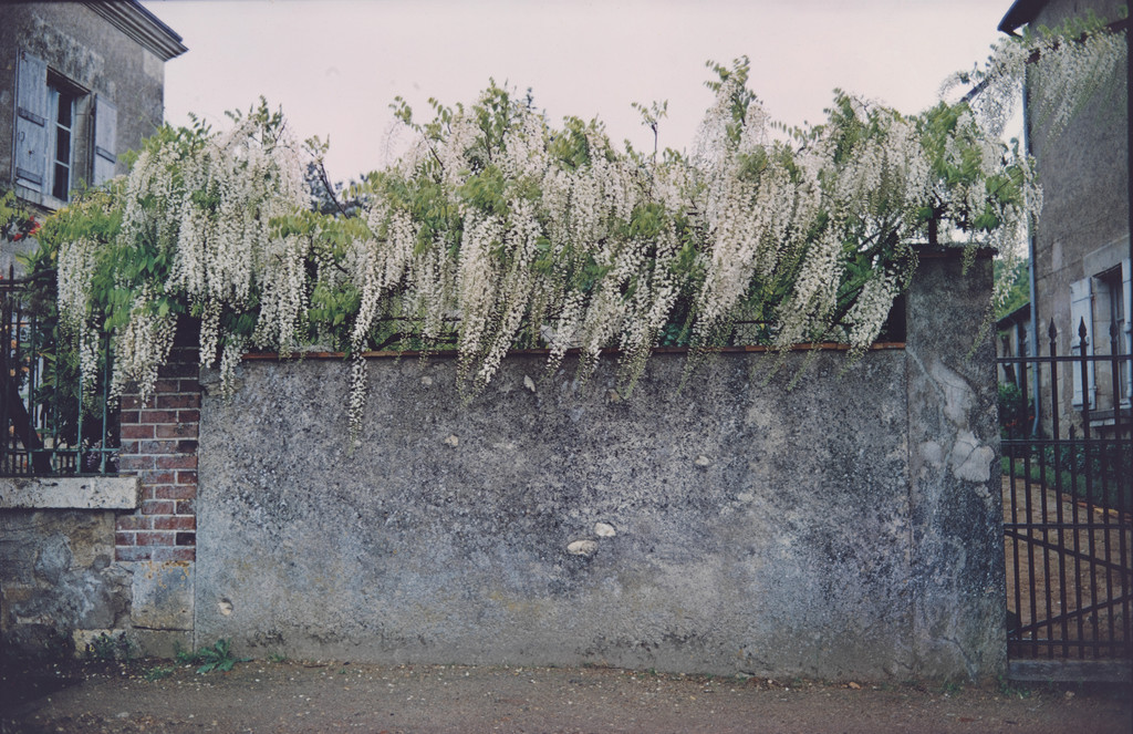 Untitled from The French Portfolio