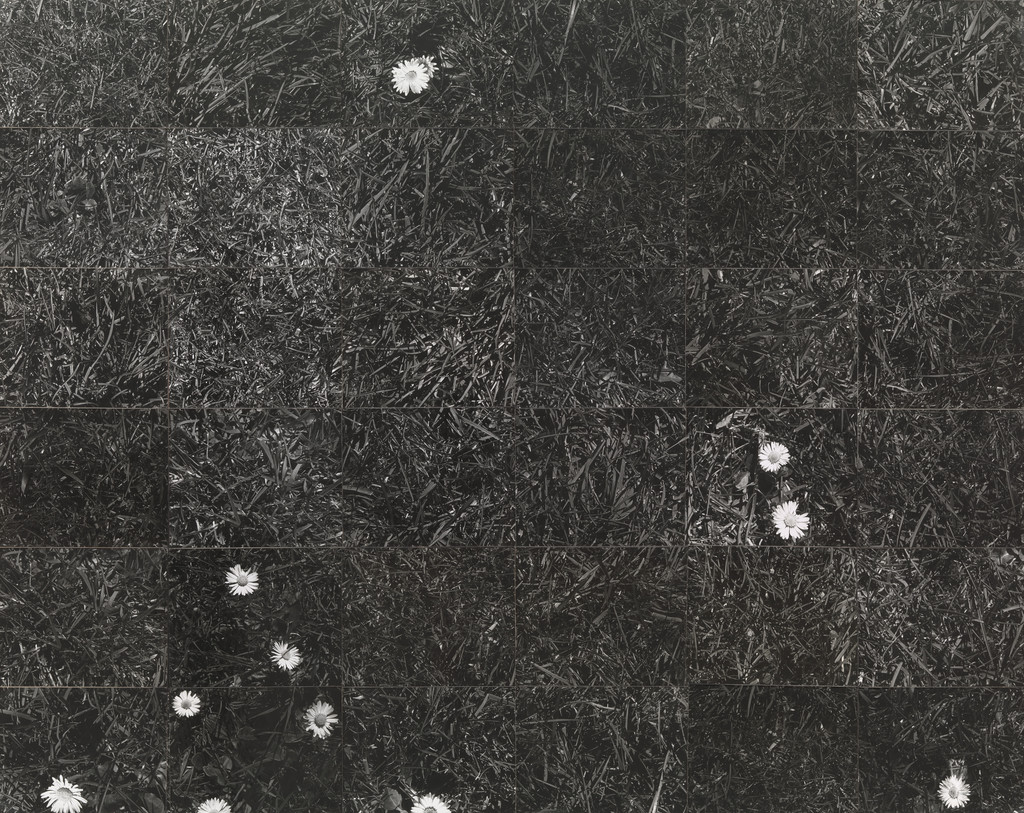 Grass