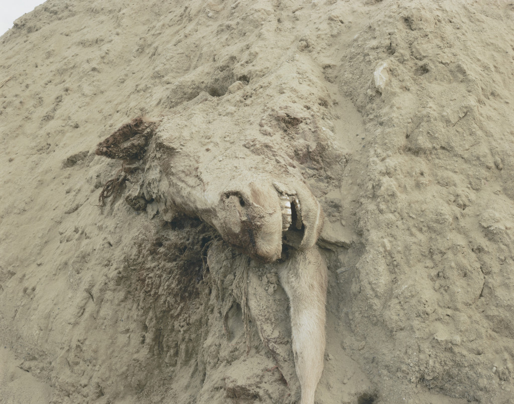 Dead Animals #327