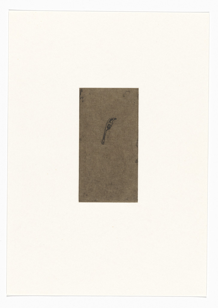 Untitled from Natural Selections