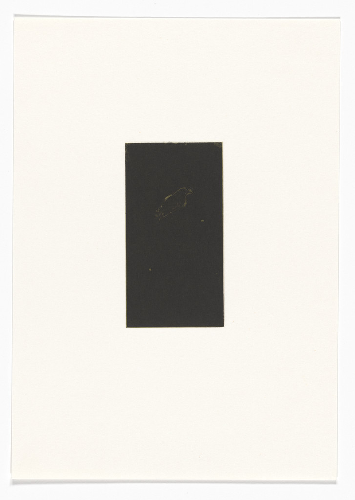 Untitled from Natural Selections