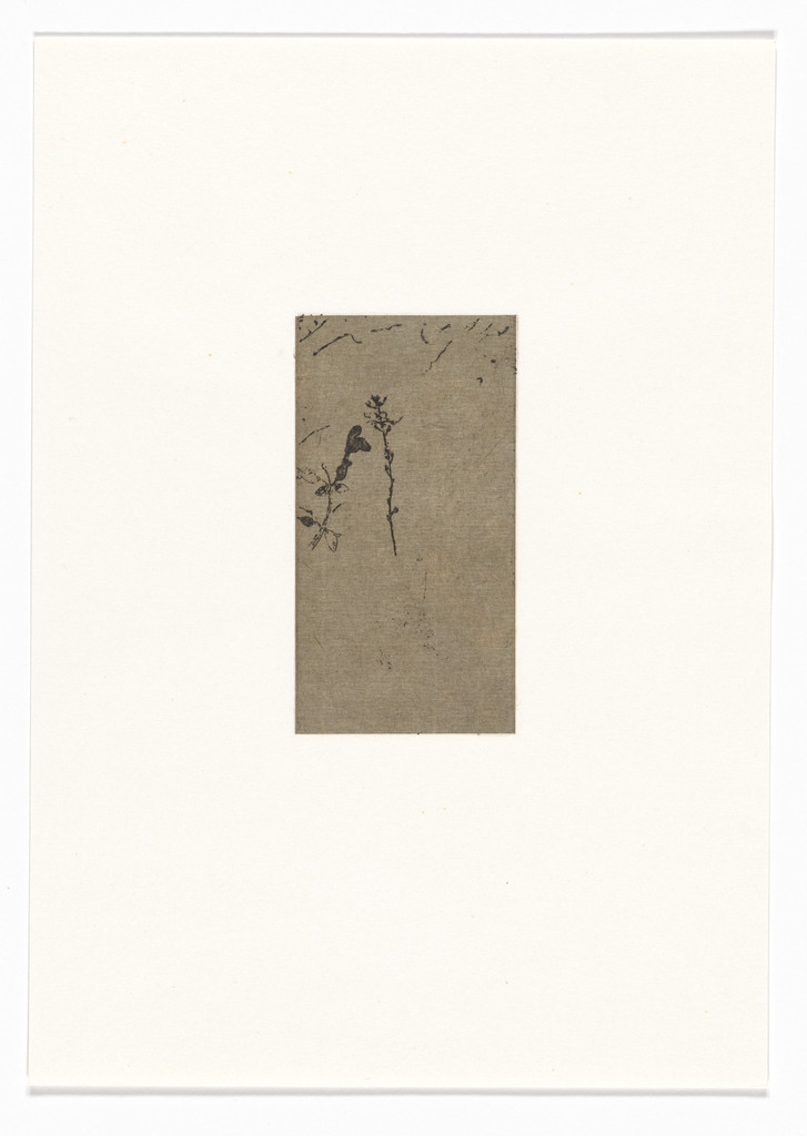 Untitled from Natural Selections