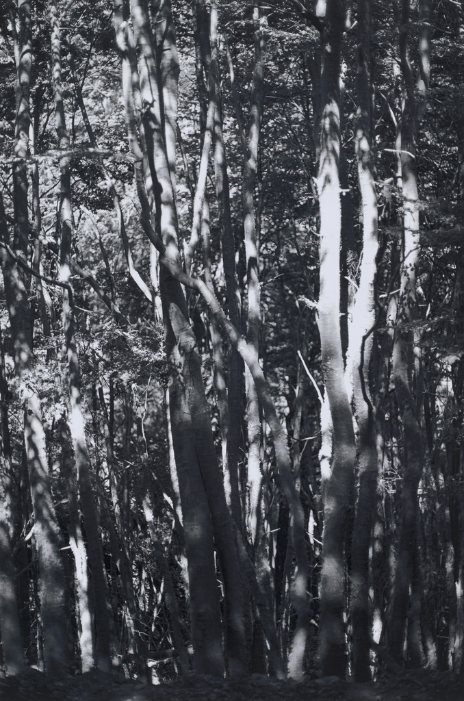 Wald (Tierra del Fuego) II