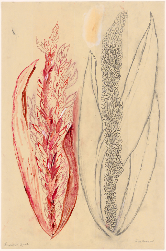 Eccentric Growth I