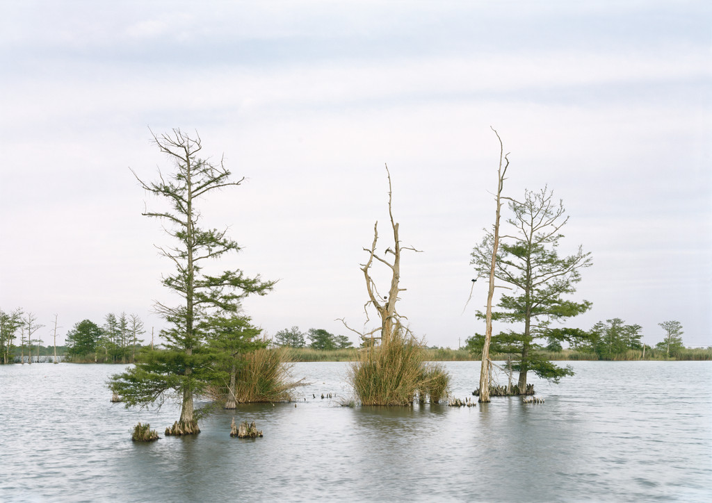 April 17, Swamp, Venice, Louisiana