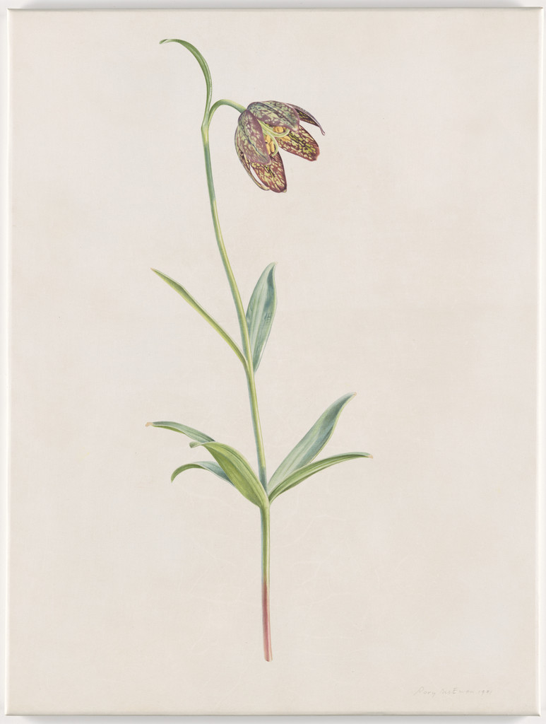 Fritillaria Lanciolata