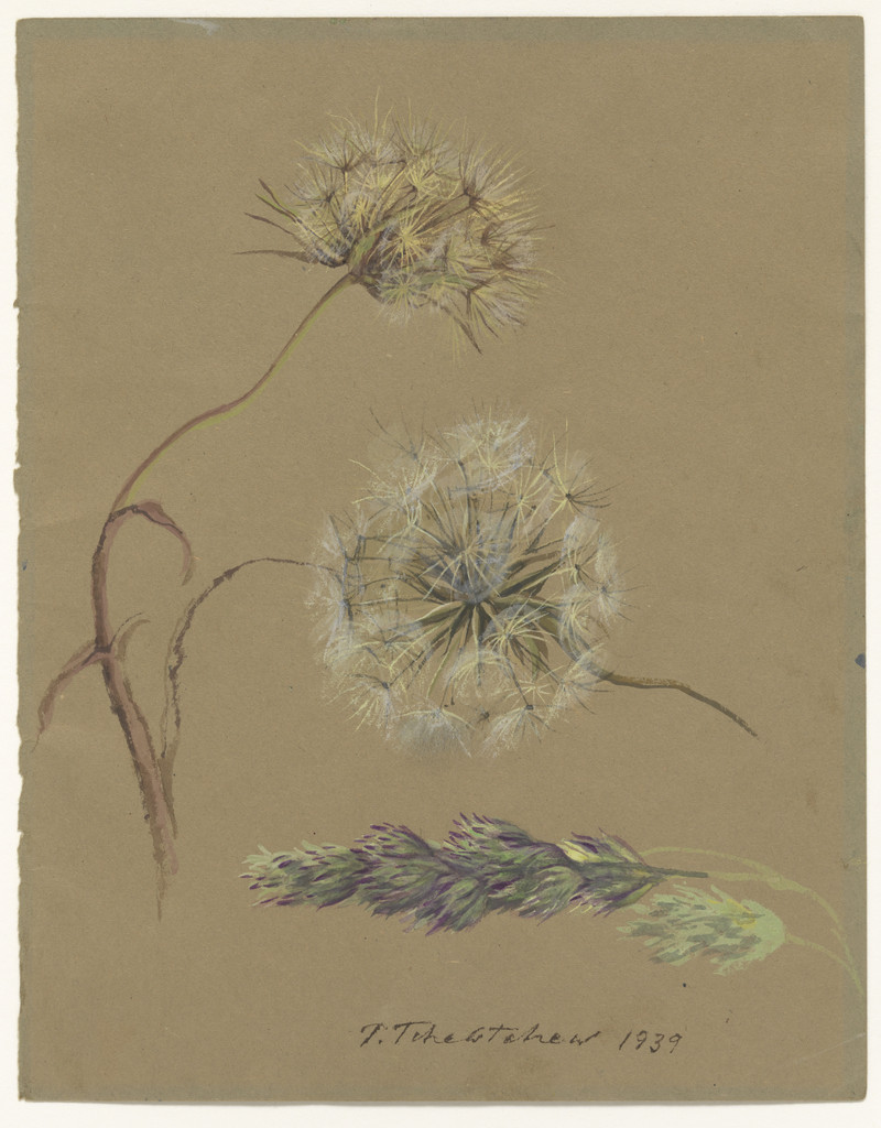 The Dandelion (Study for Hide-and-Seek)