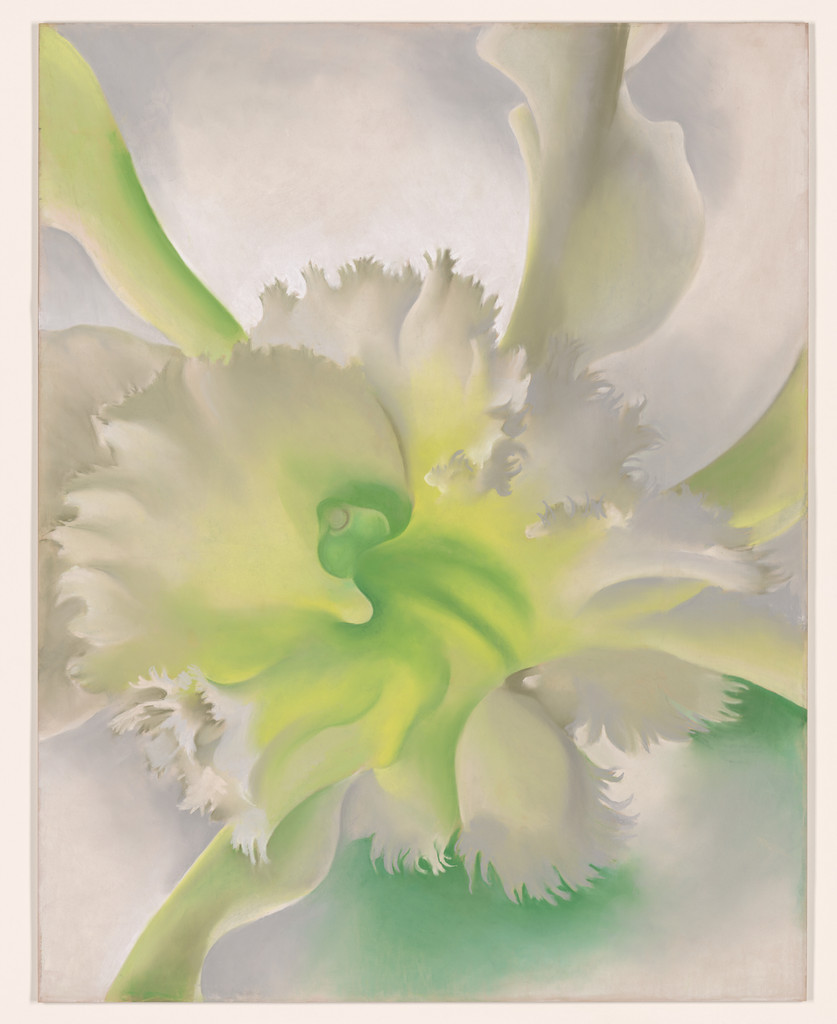 An Orchid