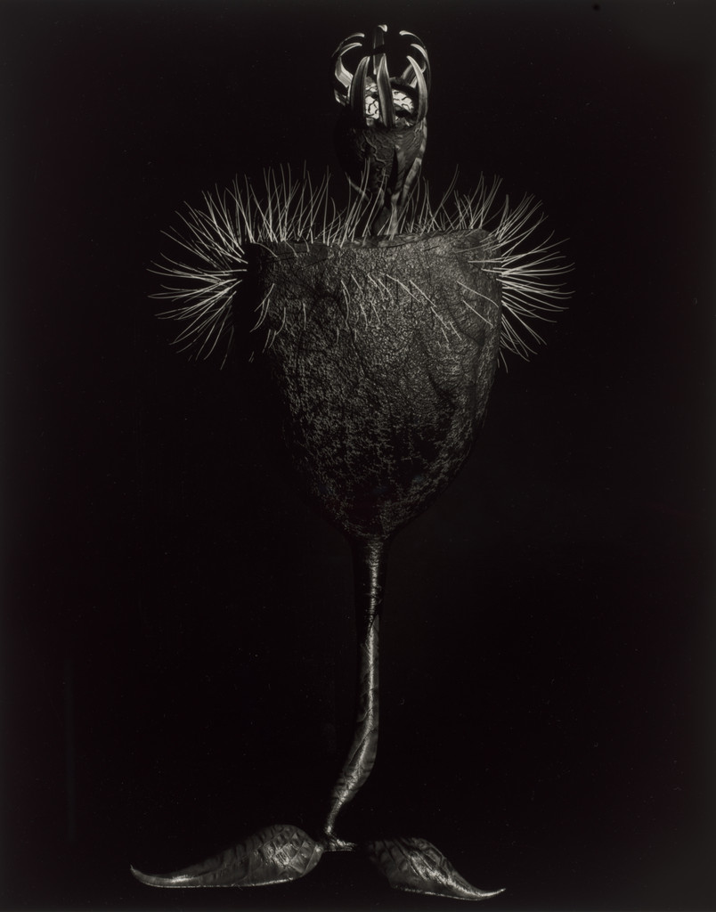 Specimen 35r jaro from Voynich Botanical Studies