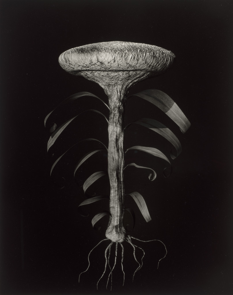 Specimen 93r leto from Voynich Botanical Studies