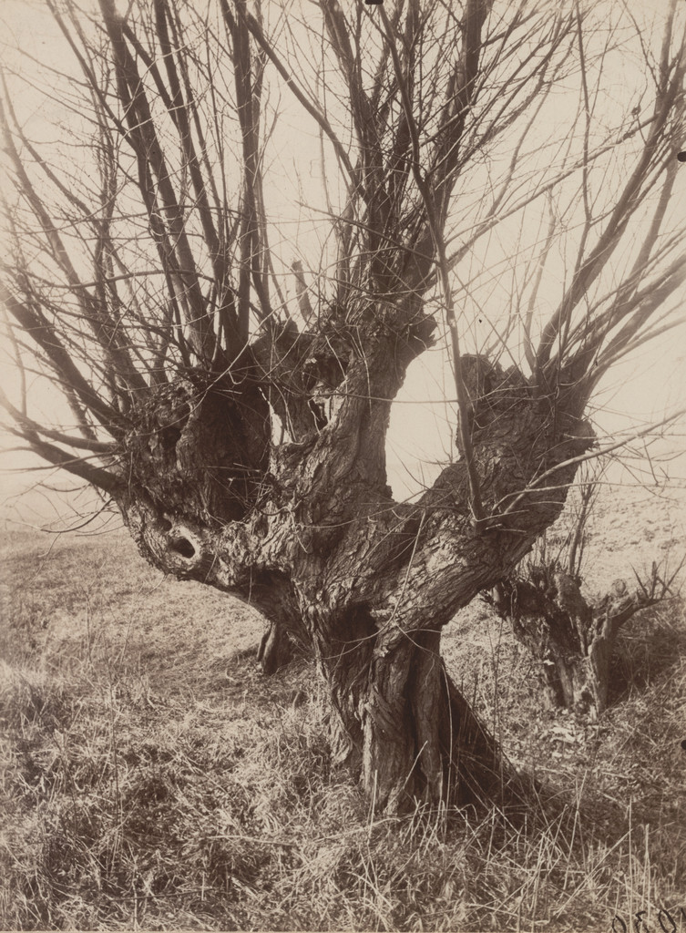Saules