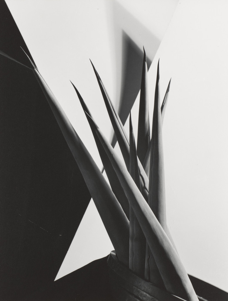 Agave Design I