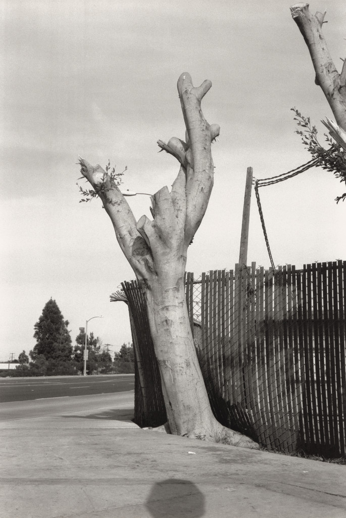 Tree, Fountain Valley, CA