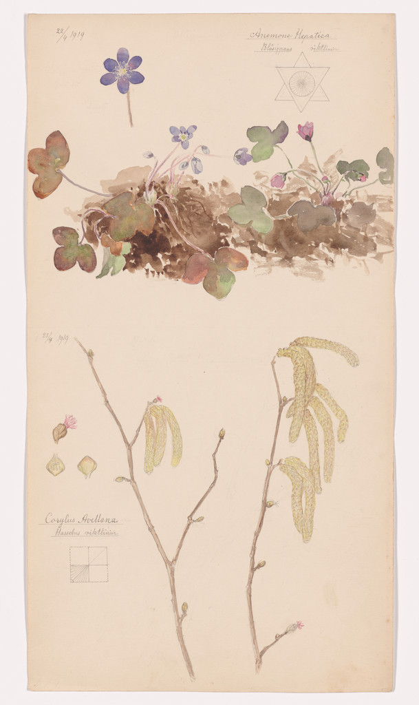 Hepatica nobilis (Hepatica), Corylus avellana (Common Filbert). Sheet 1 from the portfolio Nature Studies