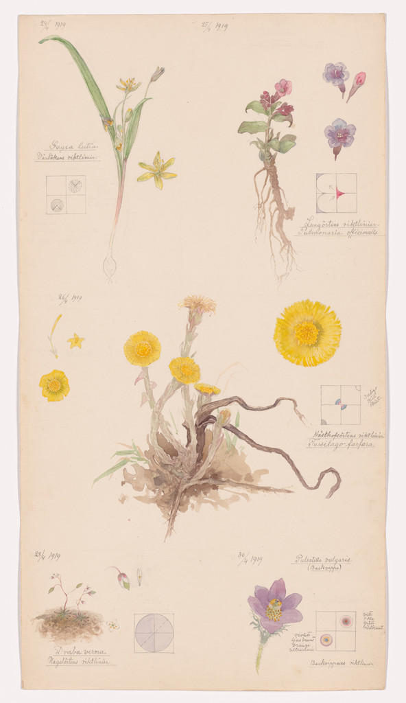 Gagea lutea (Yellow Star-of-Bethlehem), Pulmonaria officinalis (Common Lungwort), Tussilago farfara (Coltsfoot), Draba verna (Common Whitlowgrass), Pulsatilla vulgaris (European Pasqueflower). Sheet 2 from the portfolio Nature Studies