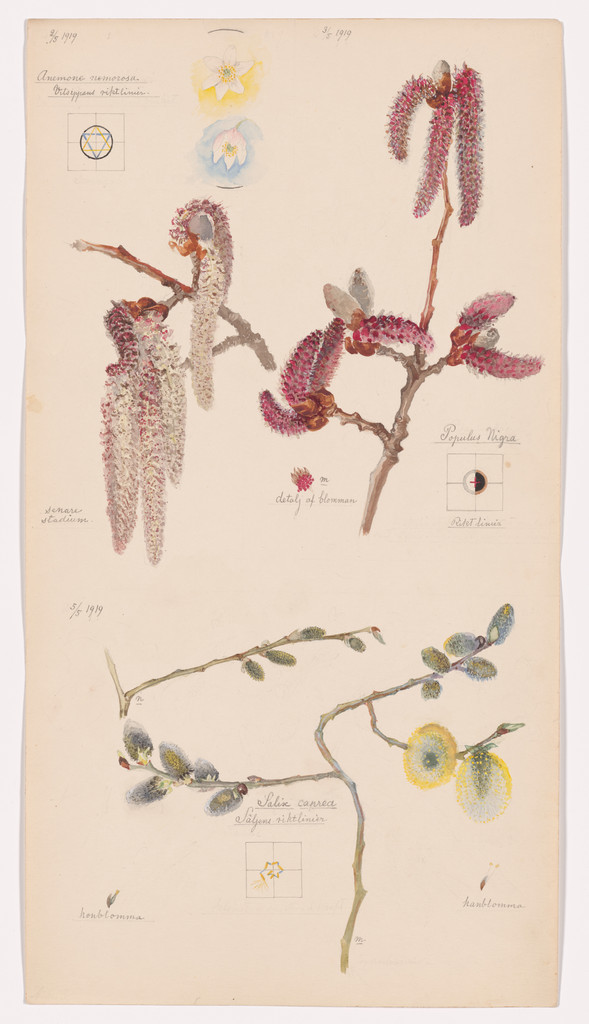 Anemone nemorosa (European Thimbleweed), Populus nigra (Lombardy Poplar), Salix caprea (Goat Willow). Sheet 3 from the portfolio Nature Studies