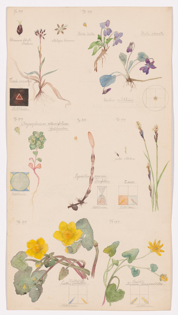 Luzula campestris (Field Woodrush), Viola hirta (Hairy Violet), Viola odorata (Sweet Violet), Chrysosplenium alternifolium (Alternate-Leaf Golden Saxifrage), Equisetum arvense (Field Horsetail), Caltha palustris (Marsh Marigold), Ranunculus ficaria (Fig Buttercup), Carex sp. (Sedge). Sheet 4 from the portfolio Nature Studies