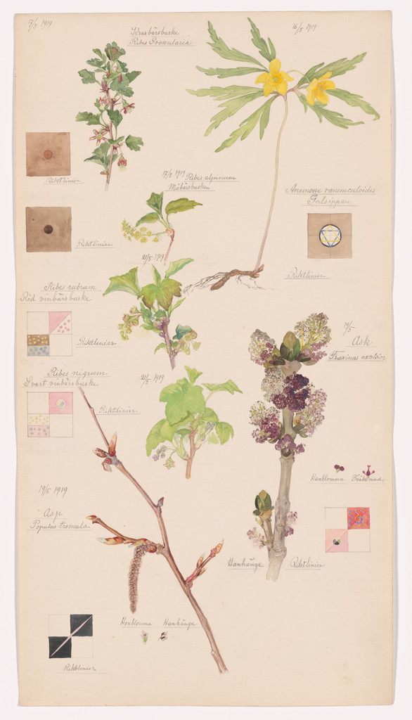 Anemone ranunculoides (Yellow Woodland Anemone), Ribes alpinum (Alpine Currant), Ribes uva-crispa (European Gooseberry), Fraxinus excelsior (European Ash), Populus tremula (European Aspen), Ribes nigrum (European Black Currant), Ribes rubrum (Red Currant). Sheet 5 from the portfolio Nature Studies