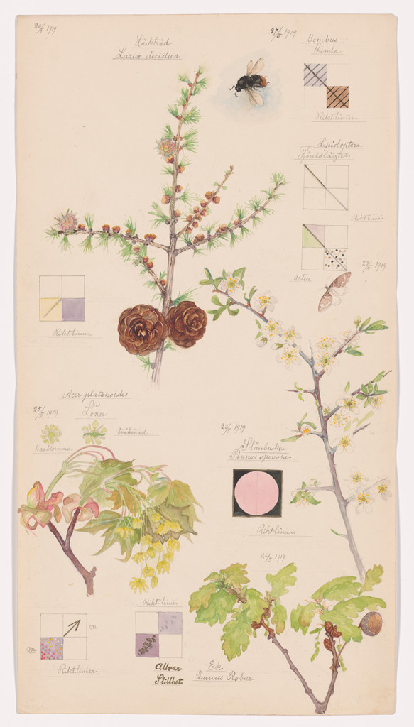 Larix decidua (European Larch), Perizoma spp. (Rivulets Moth), Prunus spinosa (Blackthorn), Acer platanoides (Norway Maple), Quercus robur (English Oak), Bombus lapidarius (Red-Tailed Bumblebee). Sheet 6 from the portfolio Nature Studies