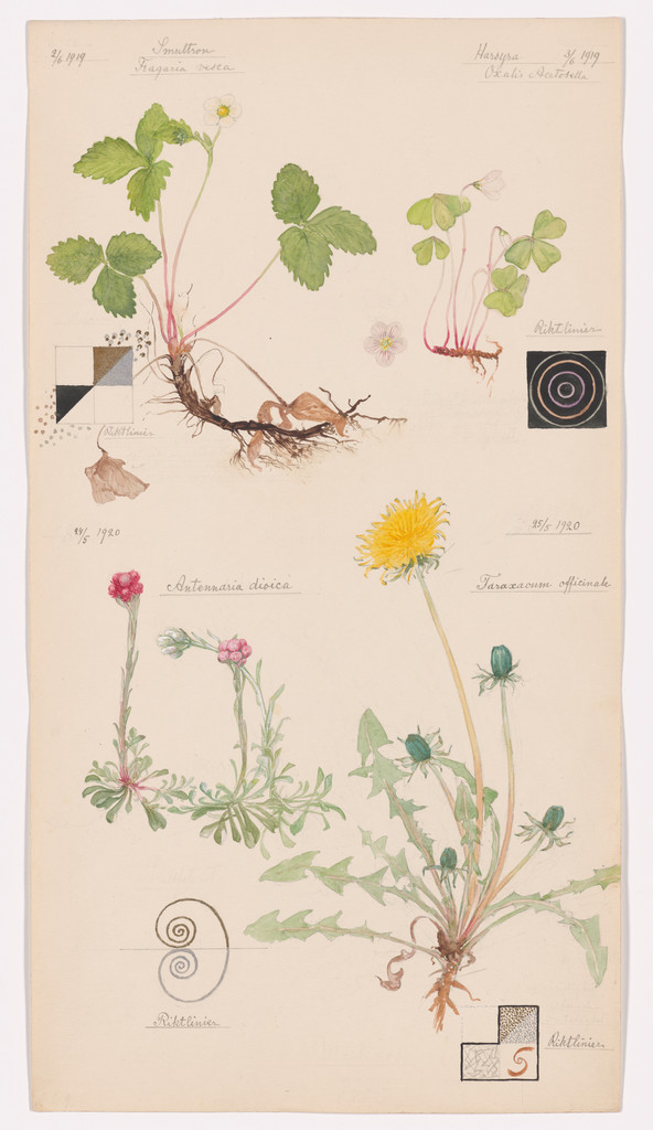 Fragaria vesca (Woodland Strawberry), Oxalis acetosella (European Wood Sorrel), Antennaria dioica (Catsfoot), Taraxacum officinale (Common Dandelion). Sheet 9 from the portfolio Nature Studies