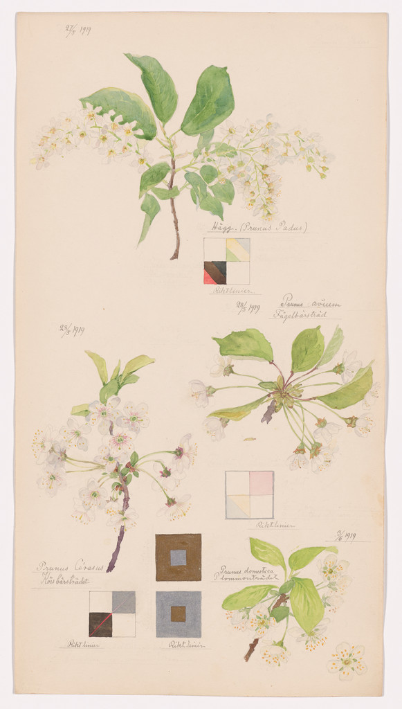 Prunus padus (European Bird Cherry), Prunus avium (Sweet Cherry), Prunus cerasus (Sour Cherry), Prunus domestica (European Plum). Sheet 7 from the portfolio Nature Studies