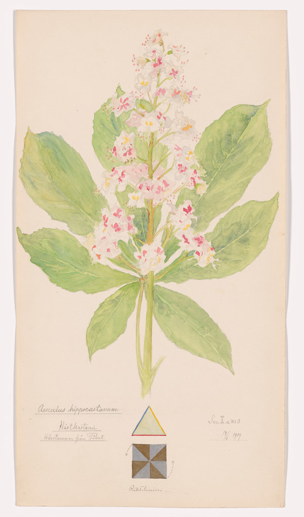 Aesculus hippocastanum (Horse Chestnut). Sheet 12 from the portfolio Nature Studies