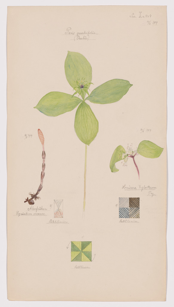 Equisetum arvense (Field Horsetail), Paris quadrifolia (Herb-Paris), Lonicera xylosteum (Fly Honeysuckle). Sheet 13 from the portfolio Nature Studies