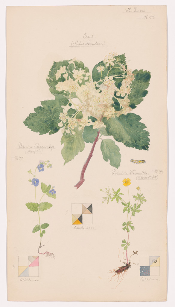 Scandosorbus intermedia (Swedish Whitebeam), Potentilla erecta (Erect Cinquefoil), Veronica chamaedrys (Germander Speedwell). Sheet 14 from the portfolio Nature Studies