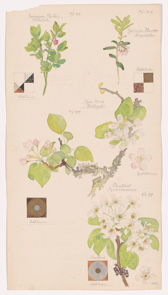 Vaccinium myrtillus (Bilberry), Malus domestica (Apple), Pyrus communis (Common Pear), Vaccinium vitis-idaea (Lingonberry). Sheet 8 from the portfolio Nature Studies