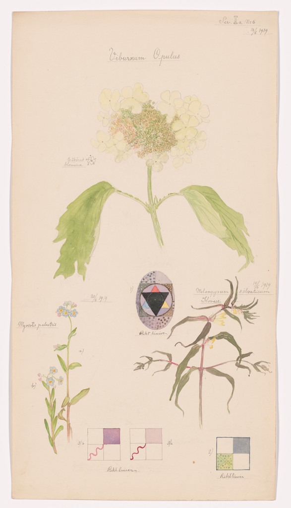 Viburnum opulus (Guelder Rose), Melampyrum sylvaticum (Small Cow-Wheat), Myosotis scorpioides (True Forget-Me-Not). Sheet 15 from the portfolio Nature Studies